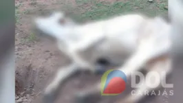 De acordo com informações da Polícia Civil, no local foram encontrados animais bovinos em estado de inanição
