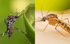 Enquanto o primeiro é o Aedes aegypti, com pintas brancas, o pernilongo é o de cor marrom.