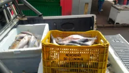 O produto apreendido é das espécies Tucunaré, Mapará, Pescada branca, Bagre e Tambaqui