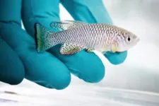 killifish turquesa, é uma espécie de peixe nativa da África.