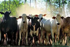 Ferramenta indica que o gado paraense passe por certificação de qualidade