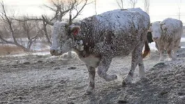 Os animais nos pastos também são vítimas da tempestade de neve nos EUS
