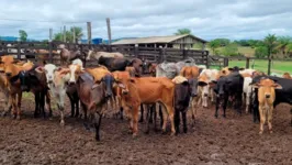 Devem ser vacinados animais com idade entre zero e dois anos, em aproximadamente 103 mil propriedades.