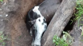 Vaca fica presa após cair em fossa inacabada.