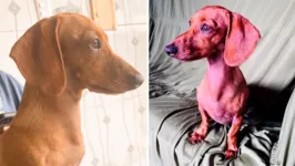 Phoebe, uma cachorrinha salsicha de 1 ano e  8 meses, está desaparecida desde as 19 horas da última terça-feira (3).