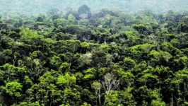 O Pará reduziu em 21% o desmatamento em áreas da floresta sob responsabilidade do Estado.
