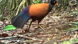 Nenhum vestígio do pombo-faisão havia sido detectada por 140 anos.