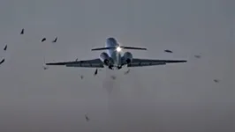 Aeronave colidindo com os pássaros em pleno voo