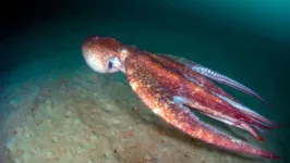 Polvo da espécie Octopus tetricus em seu ambiente natural.