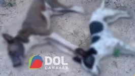 Dois dos cães que teriam morrido envenenados