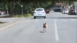 Cão abandonado corre desesperadamente atrás do dono