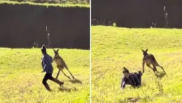 Turista tenta se aproximar de um canguru selvagem na Austrália e é atacada
