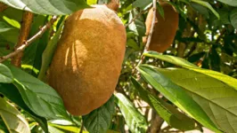 Ocupuaçu é uma das frutas mais apreciadas da região amazônica.
