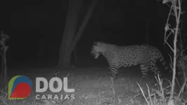 A onça teria matado um bezerro em uma fazenda na zona rural de Marabá