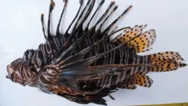 Peixe-leão foi visto na Reserva Ecológica do Parque Estadual Marinho da Pedra da Risca do Meio