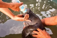 Fêmea Peixe Boi resgatada