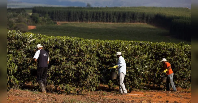 Imagem ilustrativa da notícia Clima pressiona preço e café pode virar produto de luxo