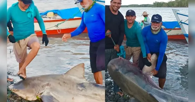 Imagem ilustrativa da notícia Tubarão preso em rede de pesca é capturado em Salinas