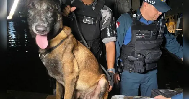 Imagem ilustrativa da notícia Cão da PM encontra 5 quilos de maconha em embarcação