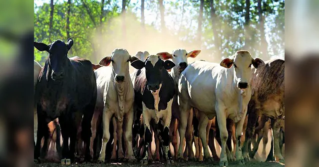 Imagem ilustrativa da notícia Selo verde garante qualidade da carne