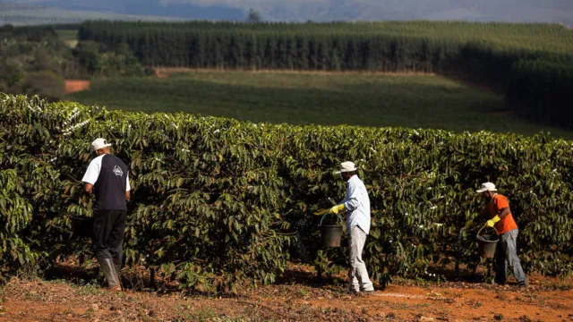 Imagem ilustrativa da notícia Clima pressiona preço e café pode virar produto de luxo