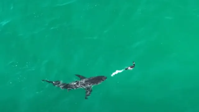 Imagem ilustrativa da notícia Vídeo: ave solta rajada de fezes para espantar tubarão