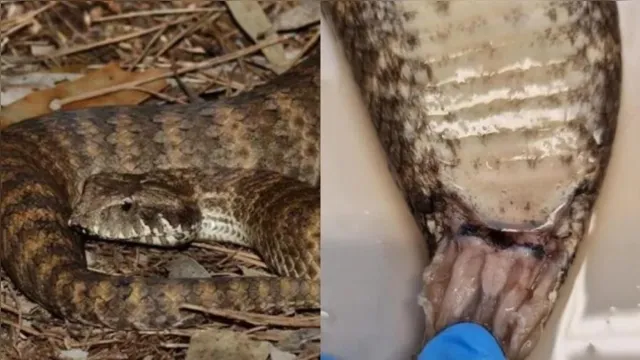 Imagem ilustrativa da notícia Cientistas encontram clitóris em cobras fêmeas; confira!