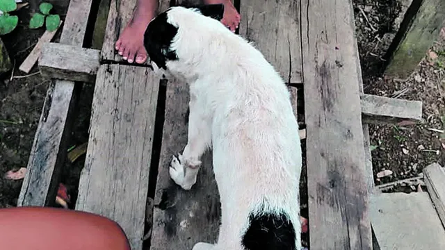 Imagem ilustrativa da notícia Homem é preso após balear cachorro de vizinha no
Pará