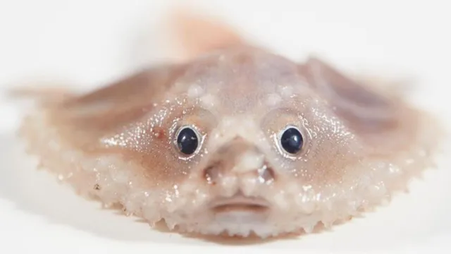 Imagem ilustrativa da notícia Centenas de criaturas estranhas são achadas no oceano