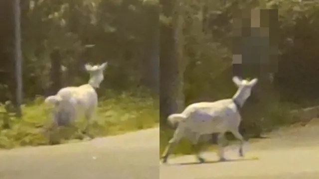 Imagem ilustrativa da notícia Vídeo: câmera flagra fantasma surgindo ao lado de cabra