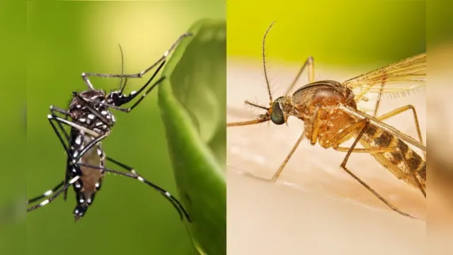 Imagem ilustrativa da notícia Saiba a diferença entre pernilongo e mosquito da dengue