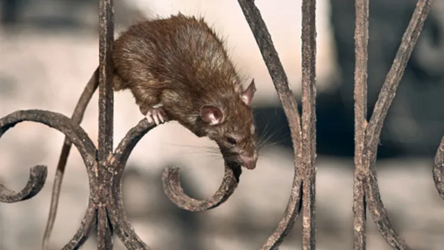 Imagem ilustrativa da notícia Ratos roem meia tonelada de maconha apreendida na Índia