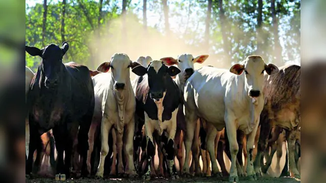 Imagem ilustrativa da notícia Selo verde garante qualidade da carne