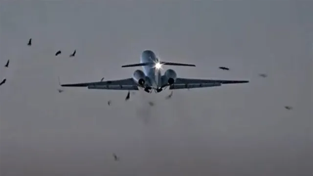 Imagem ilustrativa da notícia Vídeo mostra avião colidindo com urubus durante voo