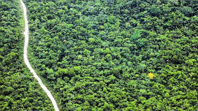 Imagem ilustrativa da notícia Pará registra redução de 15% no desmatamento