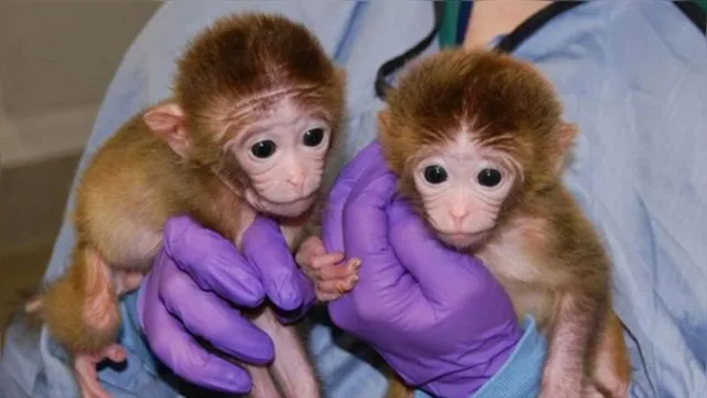 Imagem ilustrativa da notícia China planeja enviar macacos para o espaço