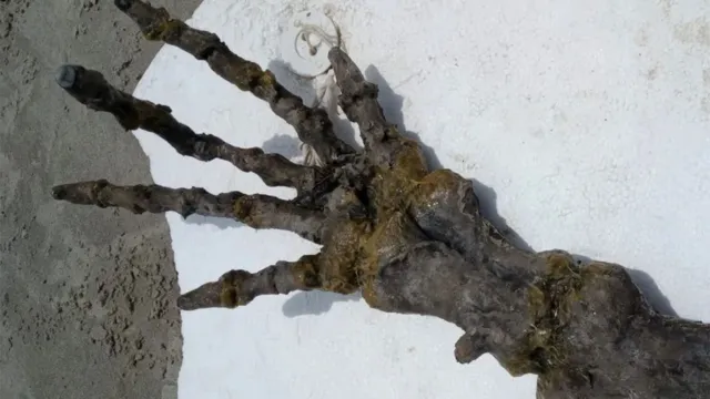 Imagem ilustrativa da notícia Esqueleto de 'mão gigante' é achada em praia de SP 