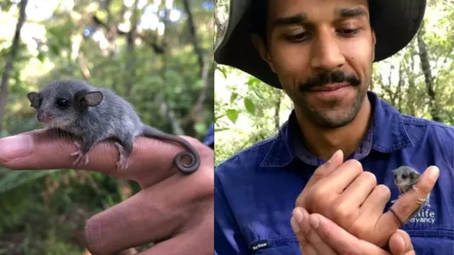 Imagem ilustrativa da notícia 'Menor gambá do mundo' é encontrado na Austrália 