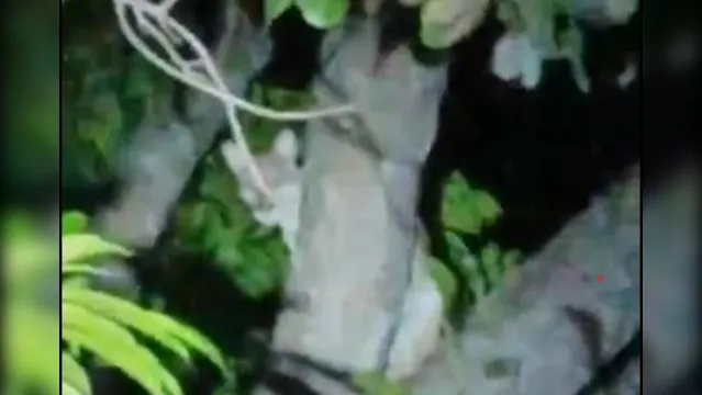 Imagem ilustrativa da notícia  Vídeo: Onça é avistada em árvore por moradores de Tucuruí