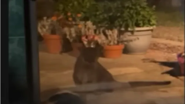 Imagem ilustrativa da notícia Vídeo: leão da montanha invade condomínio e ataca cachorro