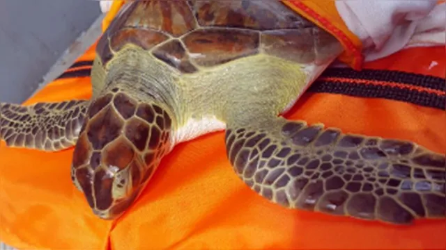 Imagem ilustrativa da notícia Subnutrida: tartaruga marinha é resgatada em Ponta de Pedras