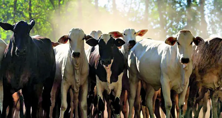 Imagem ilustrativa da notícia Selo verde garante qualidade da carne