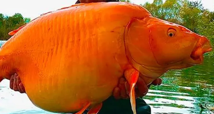 Imagem ilustrativa da notícia Pescador captura maior peixe dourado do mundo na França