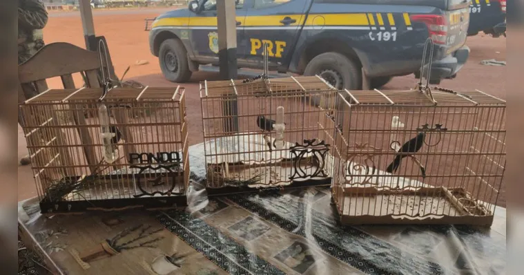 Imagem ilustrativa da notícia Crime ambiental: PRF resgata curiós na cidade de Itaiuba