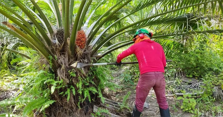Imagem ilustrativa da notícia Comunidades no Pará recebem investimentos; saiba mais!