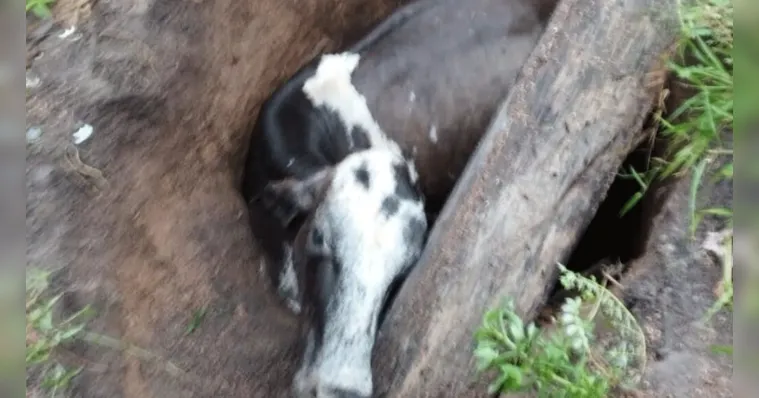 Imagem ilustrativa da notícia Bombeiros salvam vaca que caiu em fossa no Pará