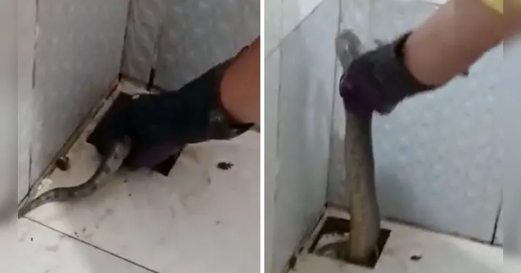 Imagem ilustrativa da notícia Família encontra sucuri no banheiro de uma casa em Belém
