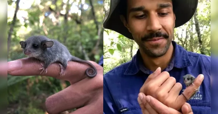 Imagem ilustrativa da notícia 'Menor gambá do mundo' é encontrado na Austrália 