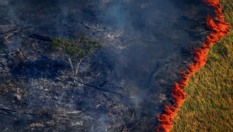 Imagem ilustrativa da notícia Amazônia tem desmatamento recorde em outubro