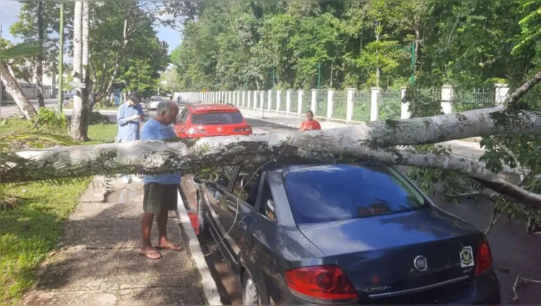Imagem ilustrativa da notícia Árvore cai em cima de carro e causa prejuízos em Belém